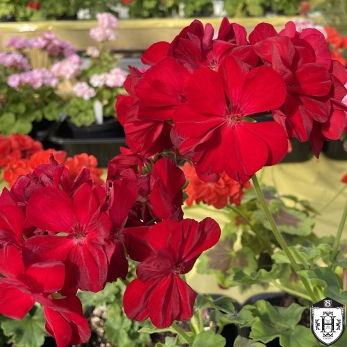 Pelargonium 'Summer Lovers® Dark Red' - Pelargoon 'Summer Lovers® Dark Red' P9/0,55L